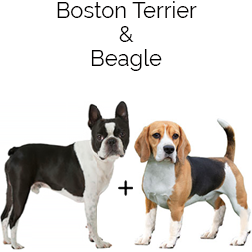 Boglen Terrier Dog